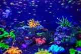 A Beginner’s Guide to Maintaining Clean Aquarium Water