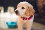 A Complete Guide to Caring for a New Puppy