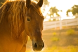 Essential Horse Care Tips for New Horse Owners