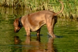 How to Keep Pets Safe During Hot Weather