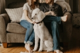 How to Keep Your Pet Mentally Stimulated at Home