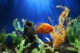 How to Set Up a Healthy Freshwater Aquarium