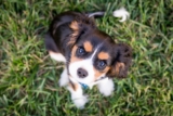 Simple Dog Training Tips for Better Everyday Behavior