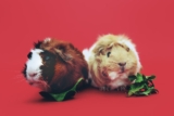 What to Know Before Bringing Home an Exotic Pet